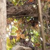 Sukkah and Vine JLem